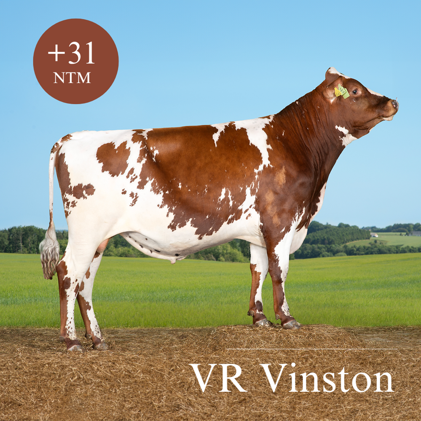 VR Vinston