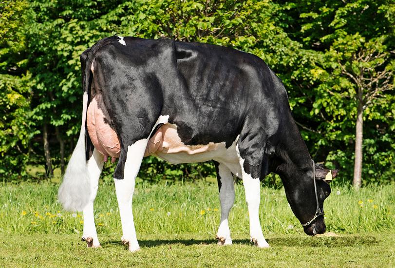 VH Cosmo Daughter No 33456 3465 From Vagn Petersen Hobro Grazing Vn Srgb Web