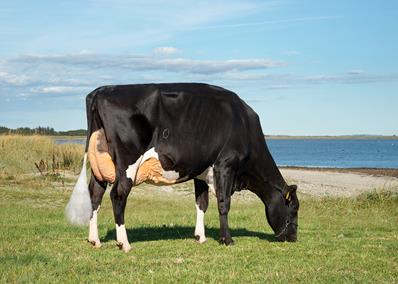 VH Master Daughter No 39617 5014 Fom IS Ll Djernæs Thisted Grazing