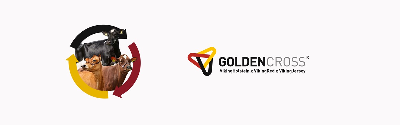 Goldencross Logo