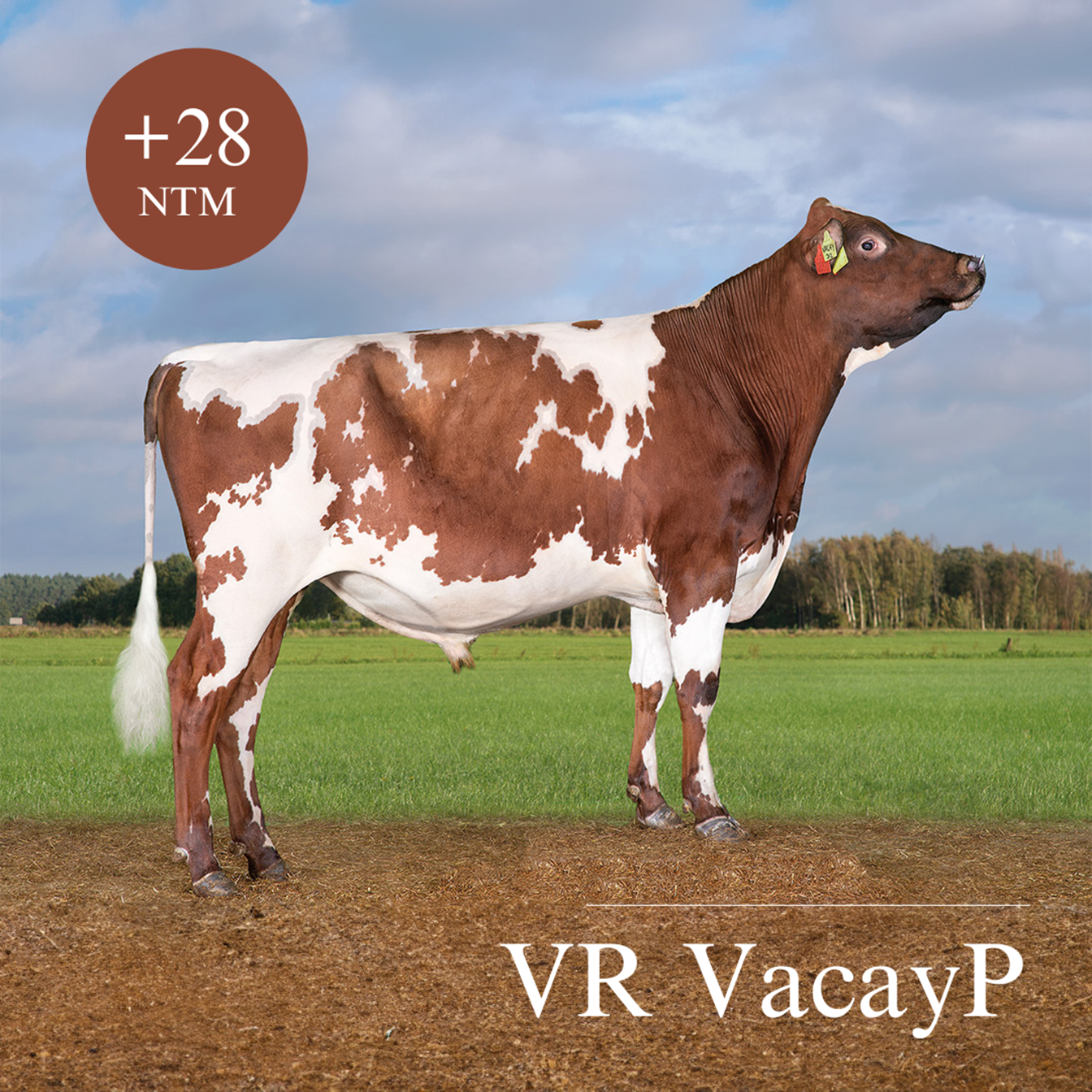 VR Vacayp (1)