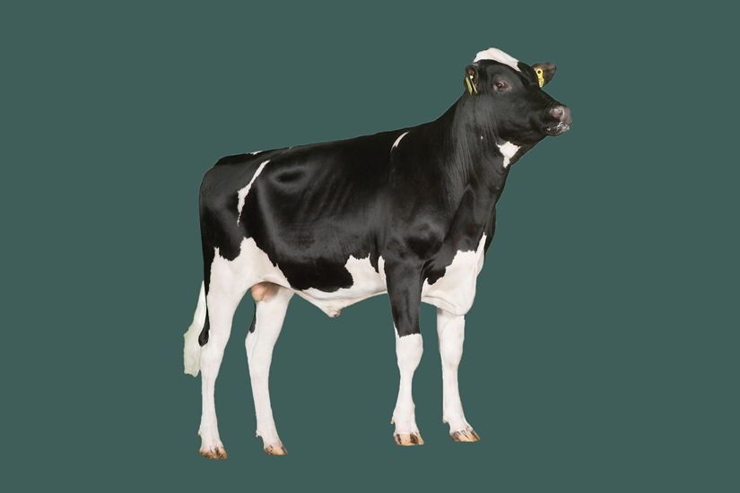 Holstein Aarsmoede